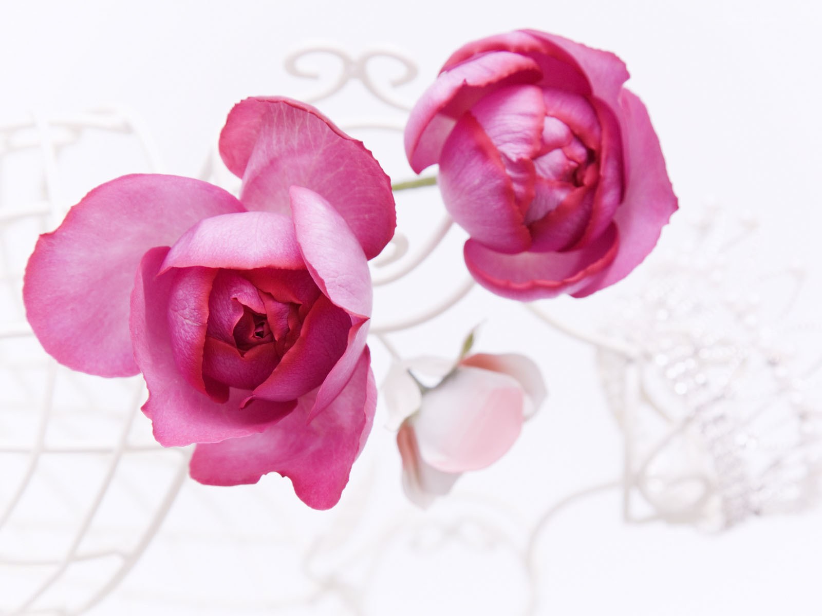 Pink roses on white background