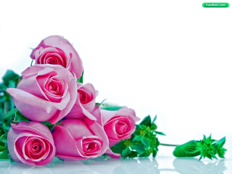 Pink roses on white background