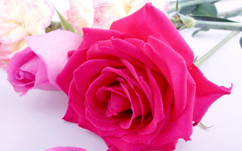 Pink Roses on White — Calm, Photograph, Carnations