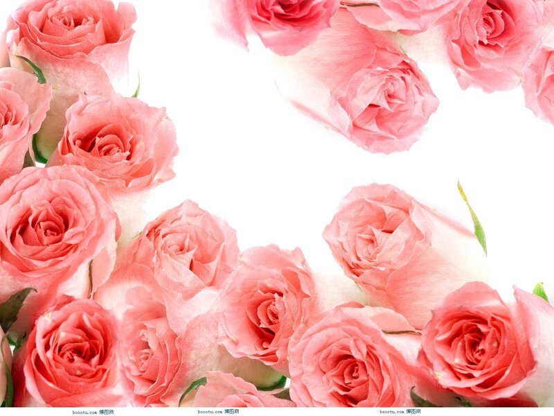 Pink Roses on White — Calm, Photograph, Flowers