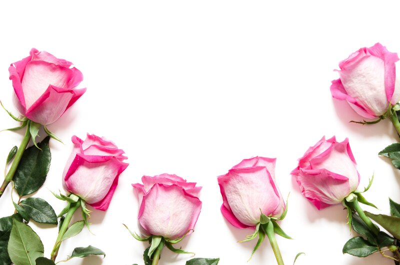 Pink Roses on White — Calm, Photograph, Green Leaves, Stems