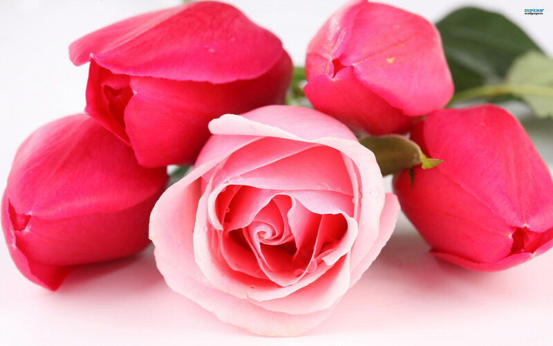 Pink Roses on White — Calm, Photograph, Green Leaves
