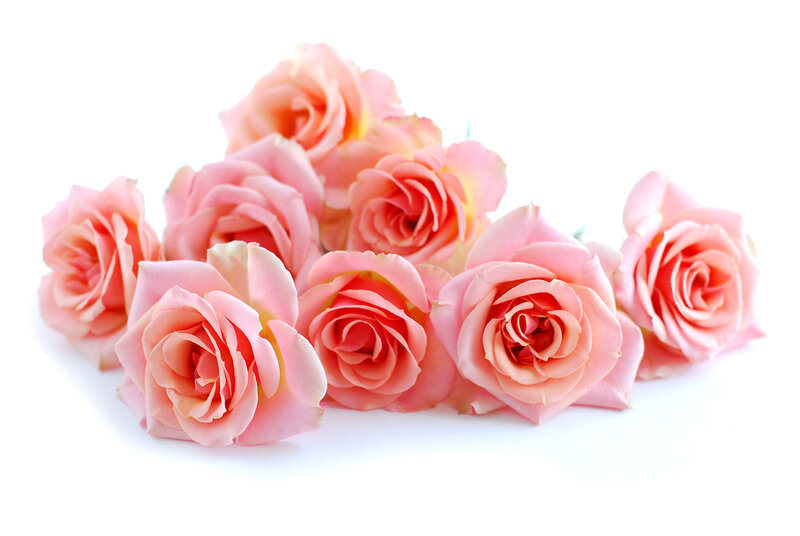 Pink Roses on White — Calm, Photograph