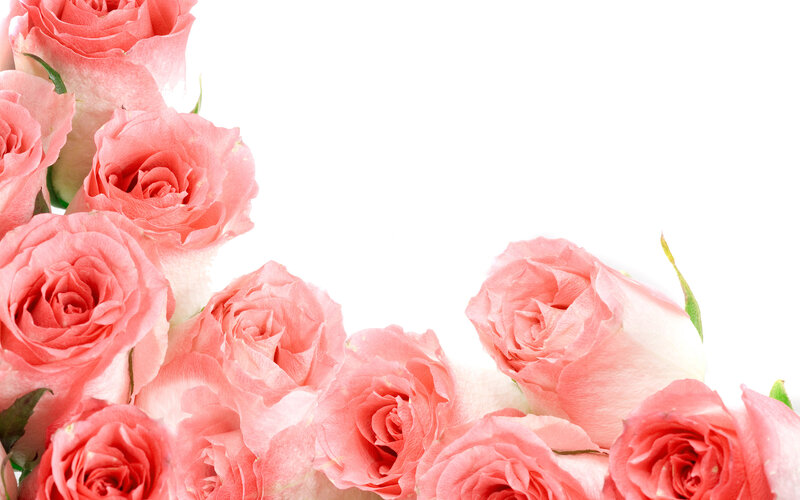 Pink Roses on White — Calm