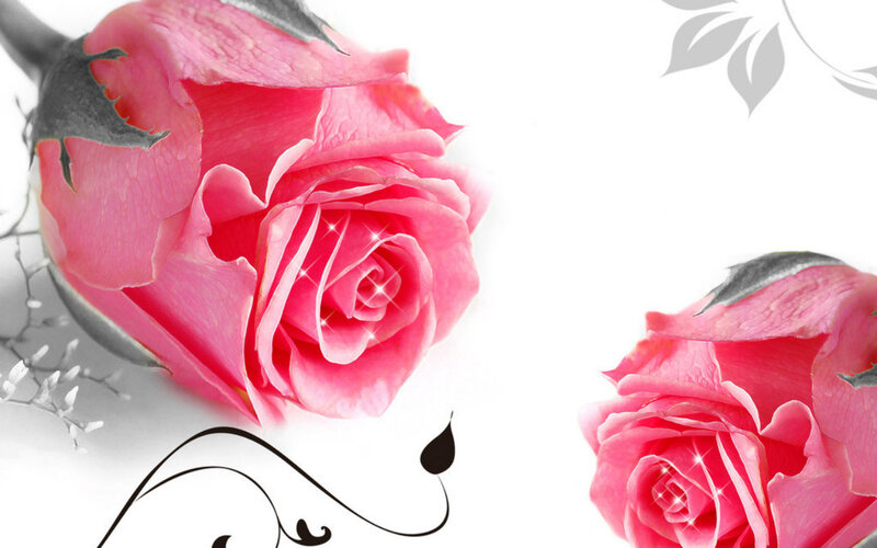 Pink Roses on White — Serene, Photograph