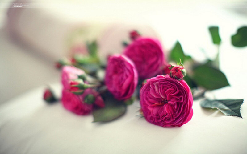 Pink Roses on White Surface