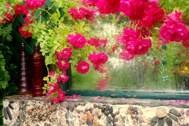 Pink Roses on Window — Serene