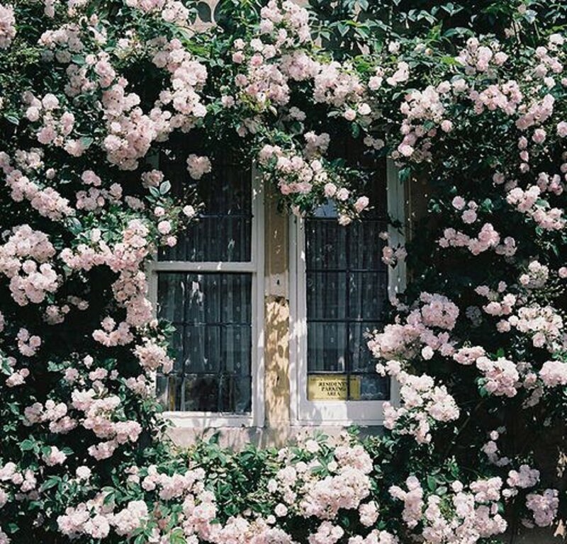Pink Roses on Window