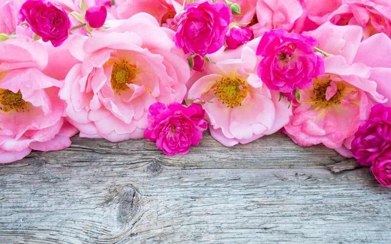 Pink Roses on Wood — Calm, Photograph, Flowers, Buds