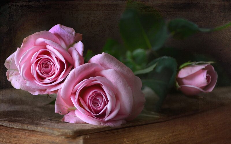 Pink Roses on Wood — Calm, Photograph, Leaves
