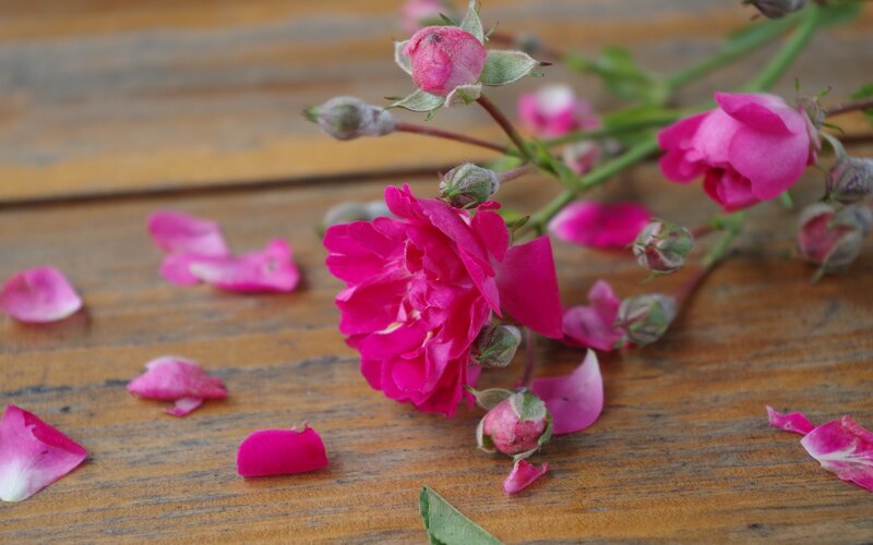 Pink Roses on Wood — Calm, Photograph, Petals