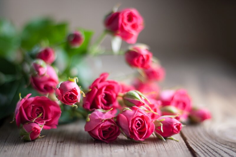 Pink Roses on Wood — Calm, Photograph