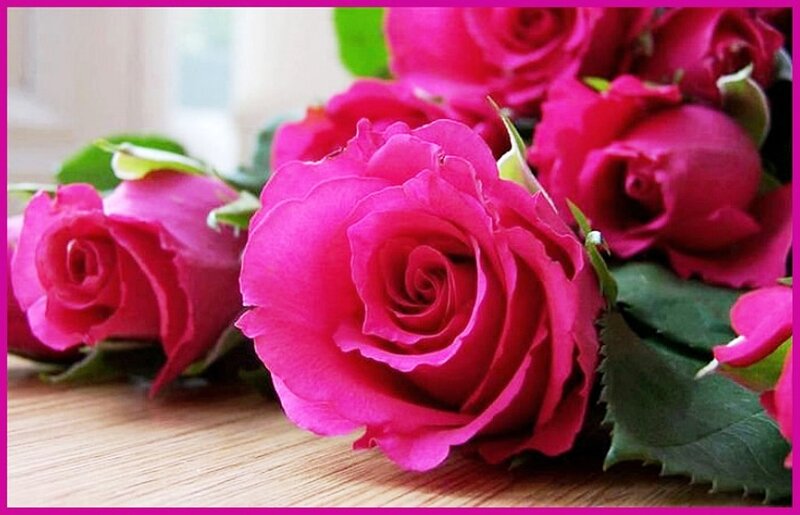 Pink Roses on Wood — Calm
