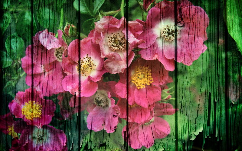 Pink Roses on Wood — Natural