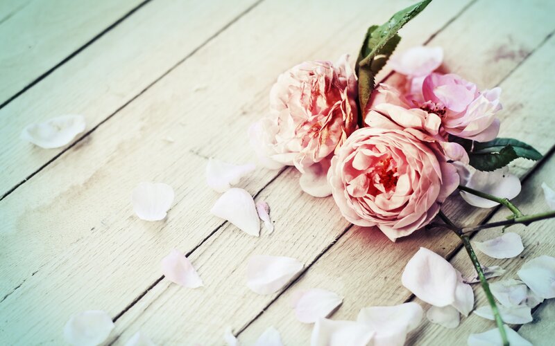 Pink Roses on Wood — Serene, Photograph, Petals