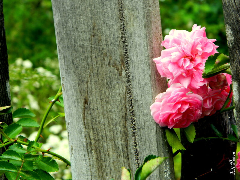 Pink Roses on Wood — Serene, Spring