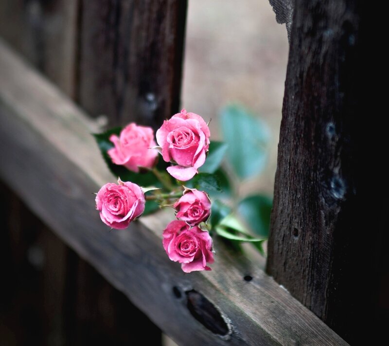 Pink Roses on Wood — Serene
