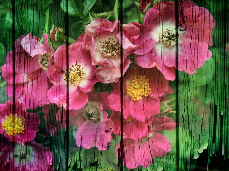 Pink Roses on Wood
