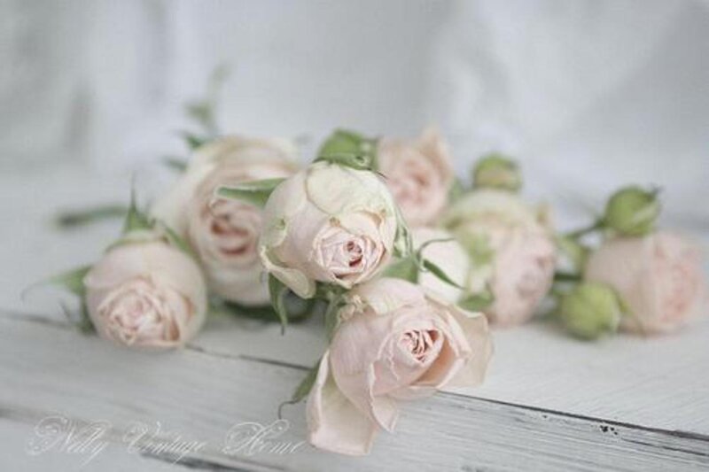 Pink Roses on Wood — White