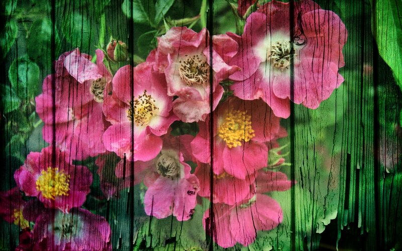 Pink roses on wooden fence