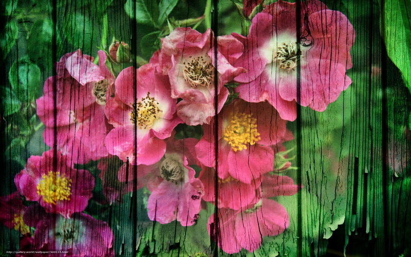 Pink roses on wooden fence