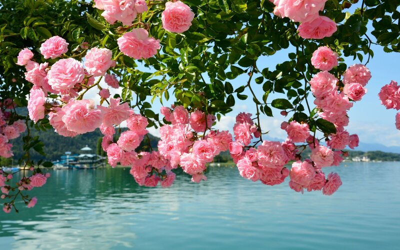 Pink Roses over Lake