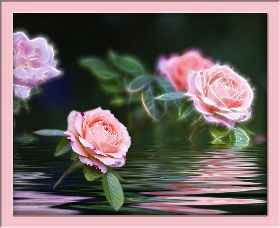 Pink roses over water