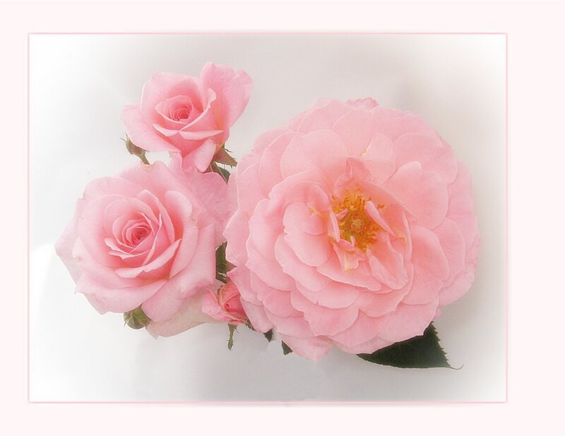 Pink Roses — Serene, Photograph, Buds