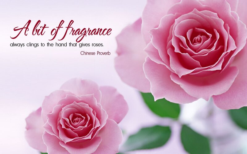 Pink Roses — Serene, Photograph