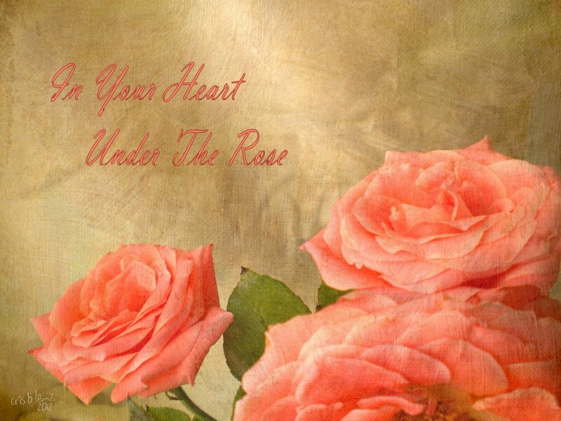 Pink Roses — Serene