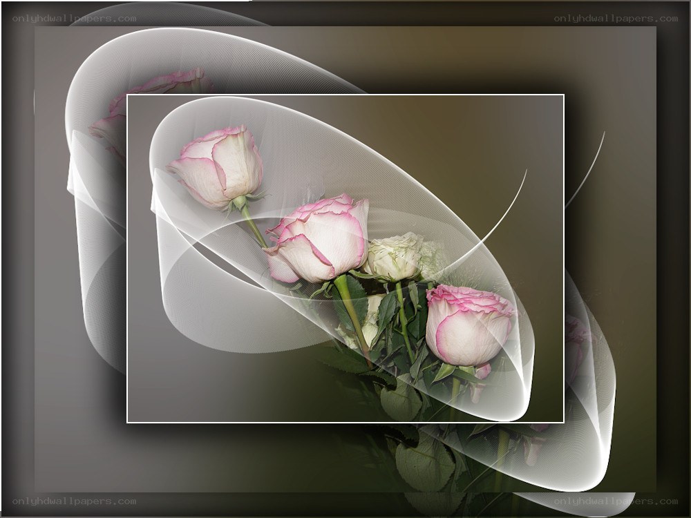 Pink roses with abstract overlay