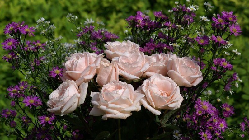 Pink Roses with Asters