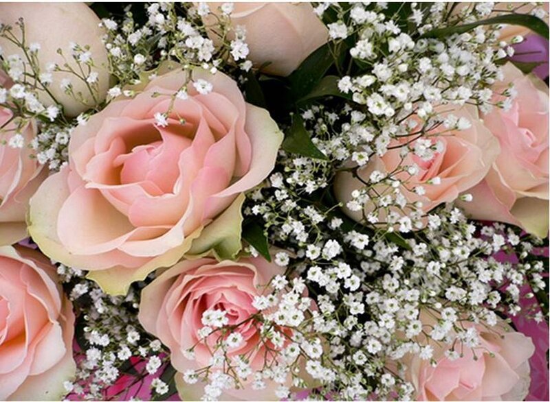 Pink roses with baby's breath