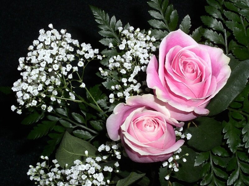Pink roses with baby's breath