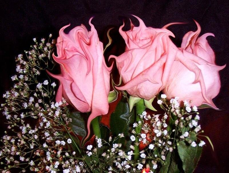 Pink roses with baby's breath