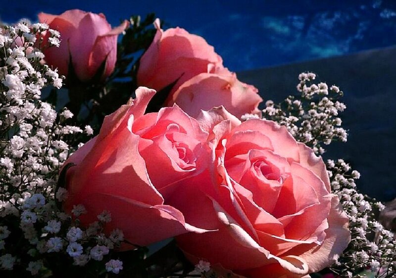 Pink roses with baby's breath