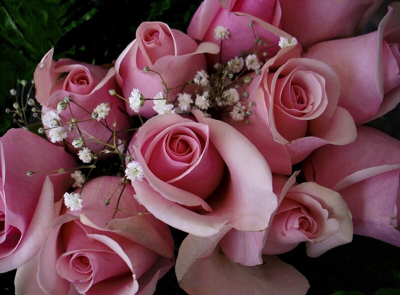 Pink roses with baby's breath