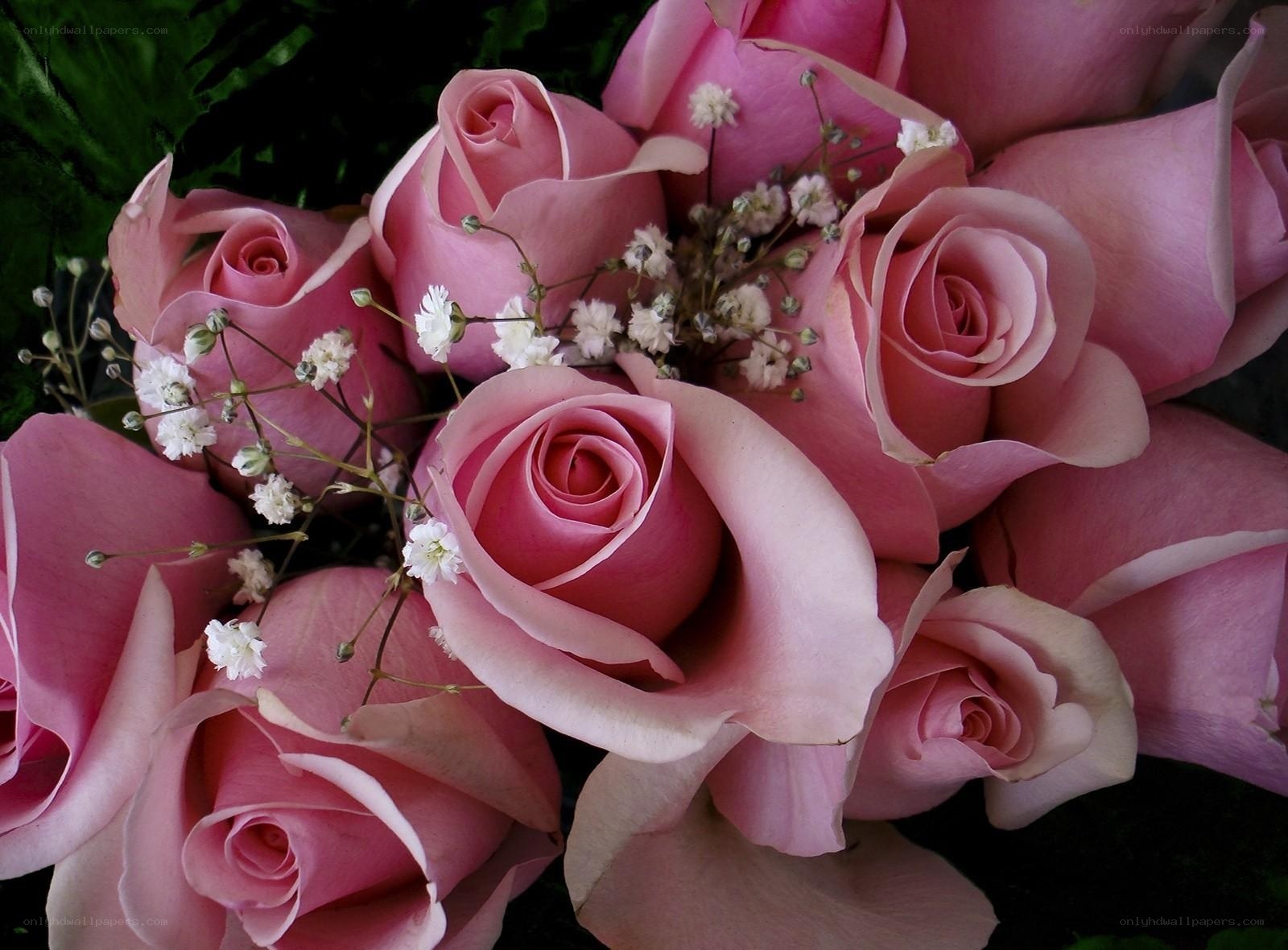 Pink roses with baby's breath