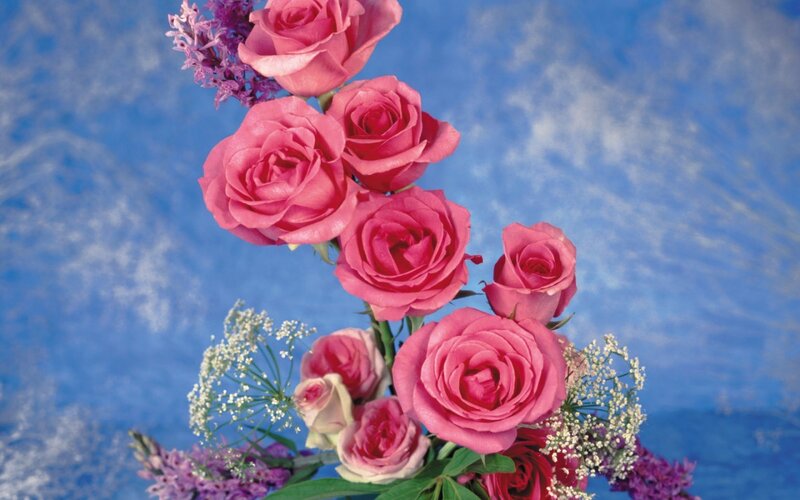 Pink roses with baby's breath