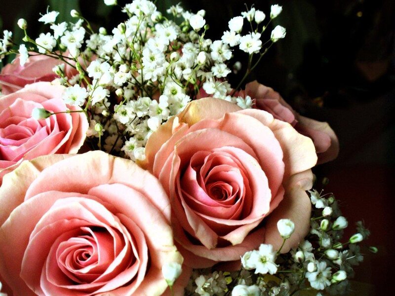 Pink roses with baby's breath