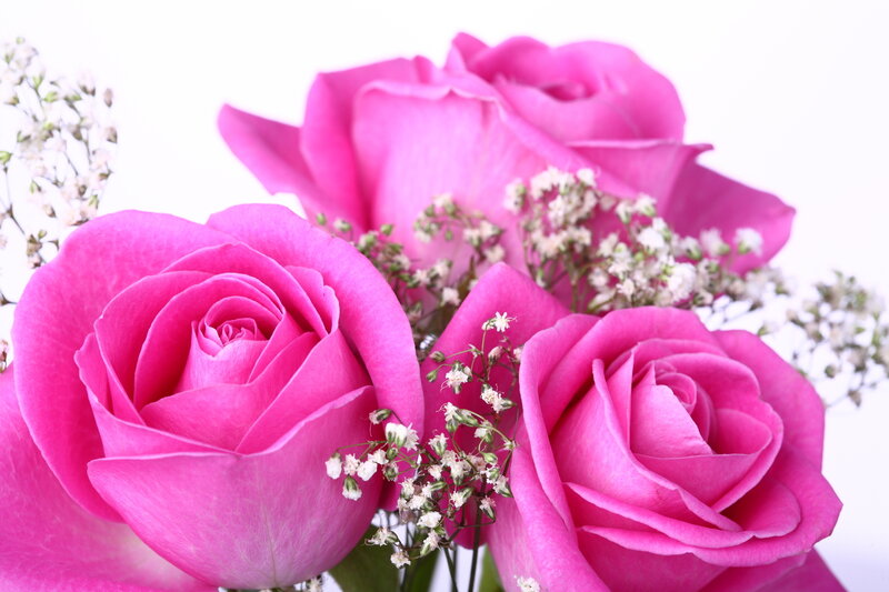Pink Roses with Baby's Breath — Calm, Photograph
