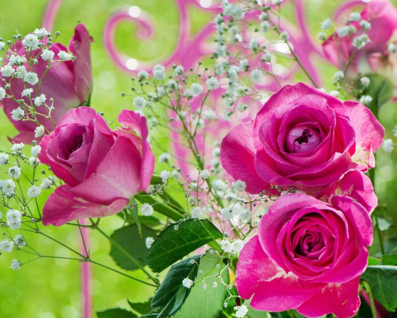 Pink Roses with Baby's Breath — Calm, Spring