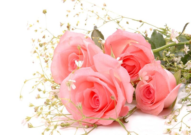 Pink Roses with Baby's Breath — Calm
