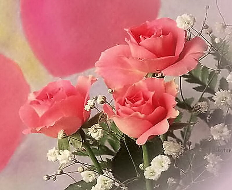 Pink Roses with Baby's Breath — Romantic