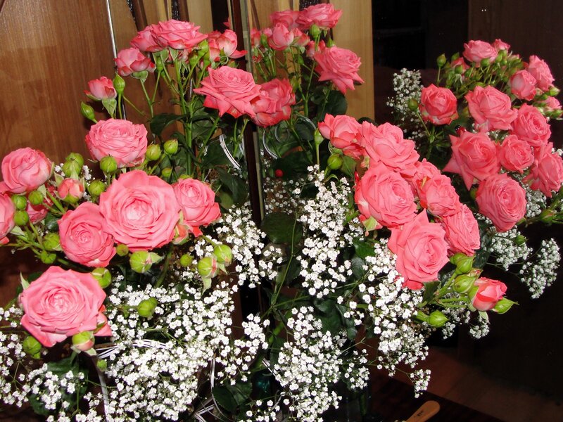 Pink roses with baby's breath