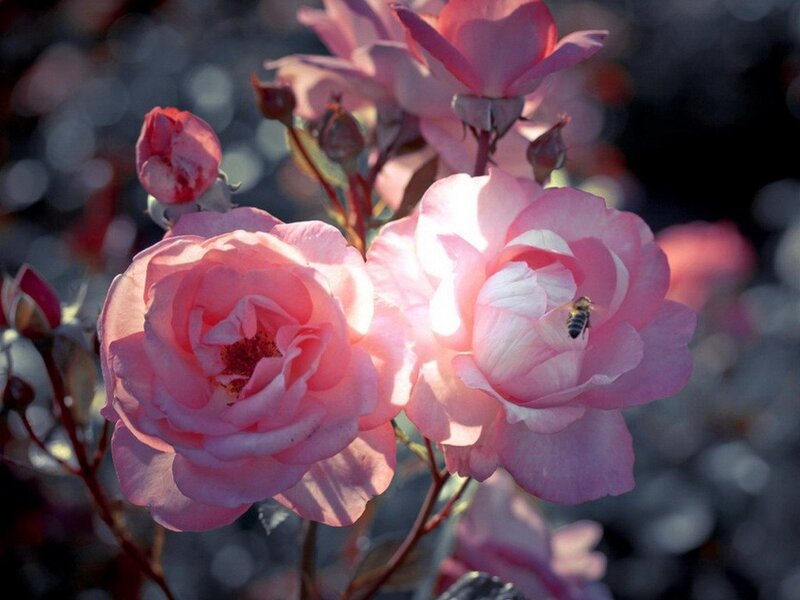 Pink Roses with Bee — Serene, Afternoon