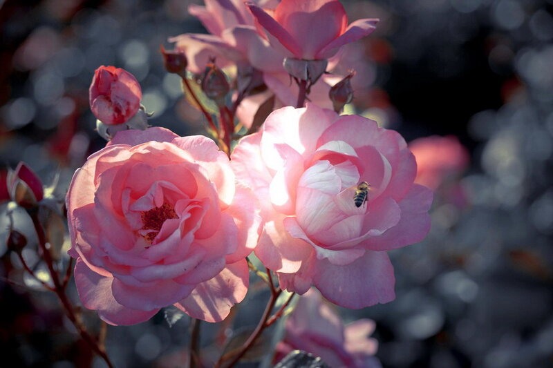 Pink Roses with Bee — Serene
