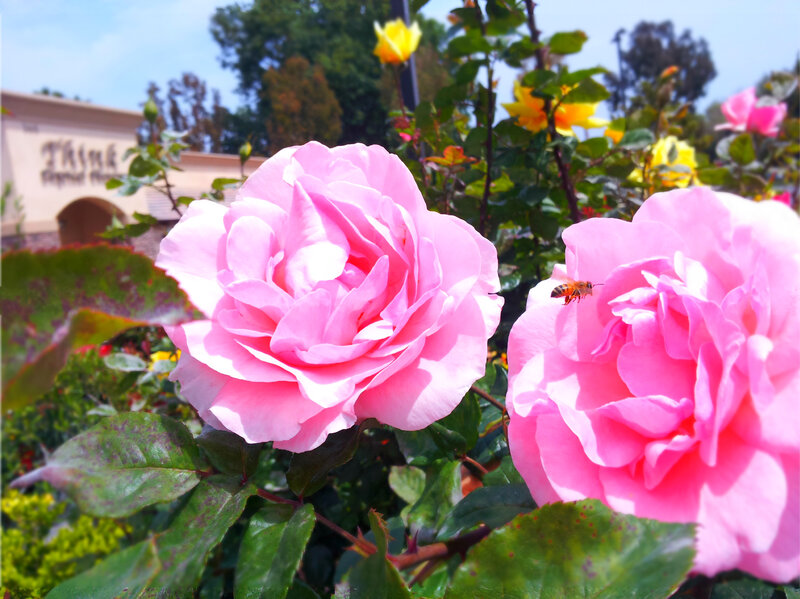 Pink Roses with Bee