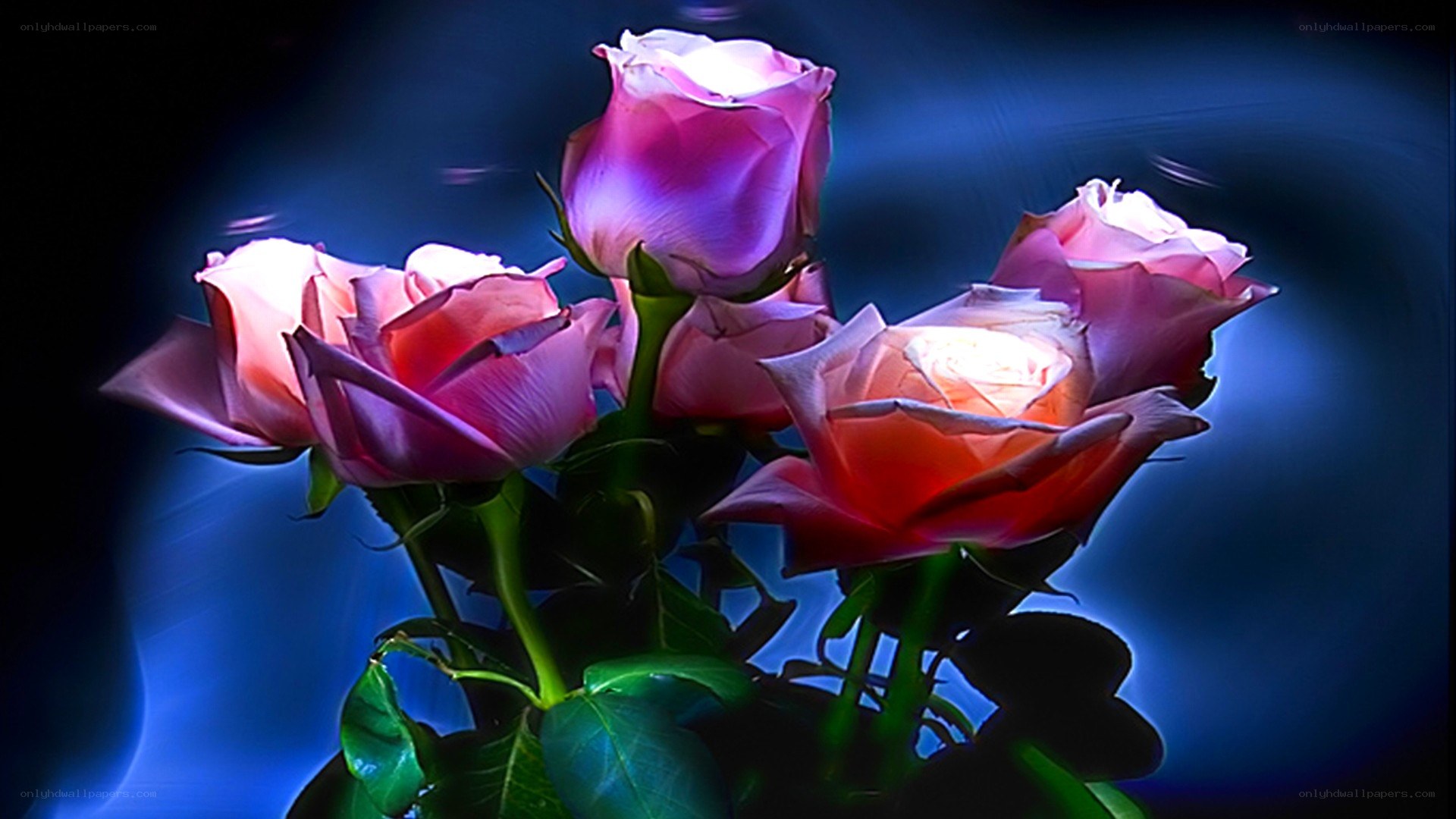 Pink roses with blue light