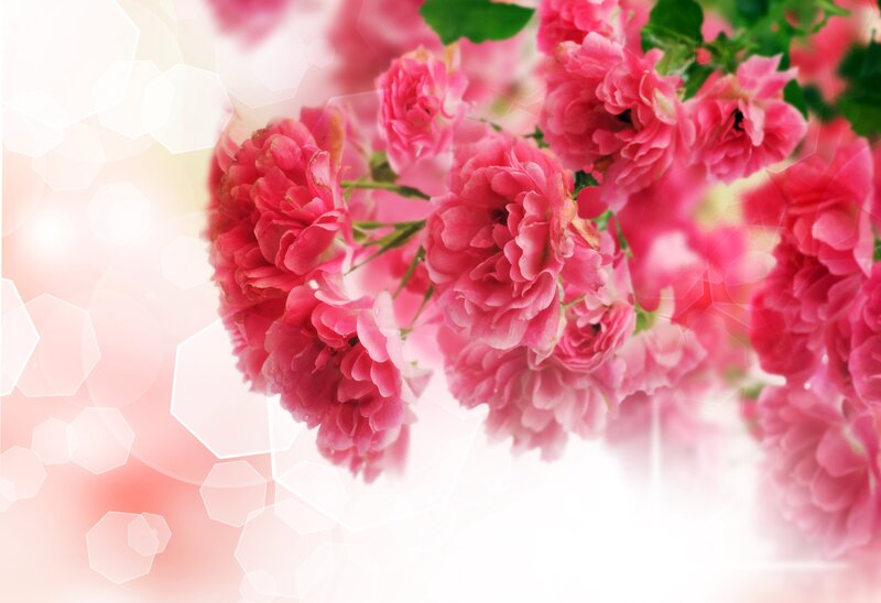 Pink roses with bokeh background